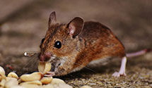 24 Hour & Emergency Exterminators in Stuart, VA